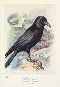 Raven Dauda