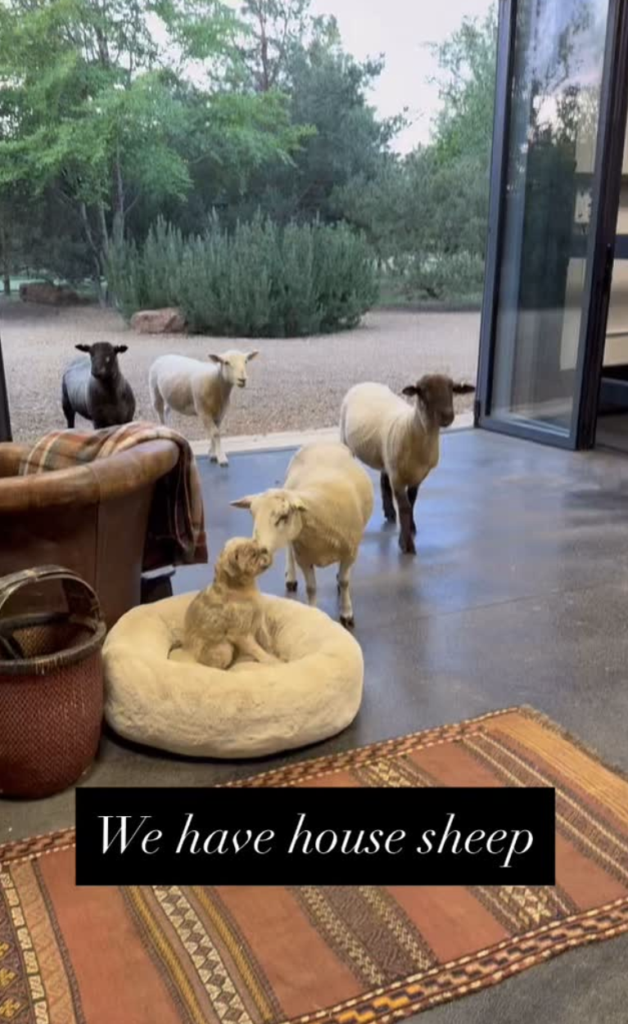 Who let the sheep in? Ellen shared an interior shot of her house after buying some sheep